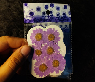 گل بابونه وارداتی